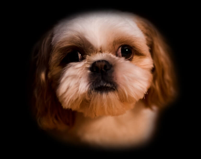 Pies Simba